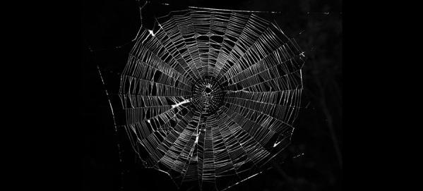 受蜘蛛分泌的“粘性胶水”启发 科学家研发出可拉伸复合纤维